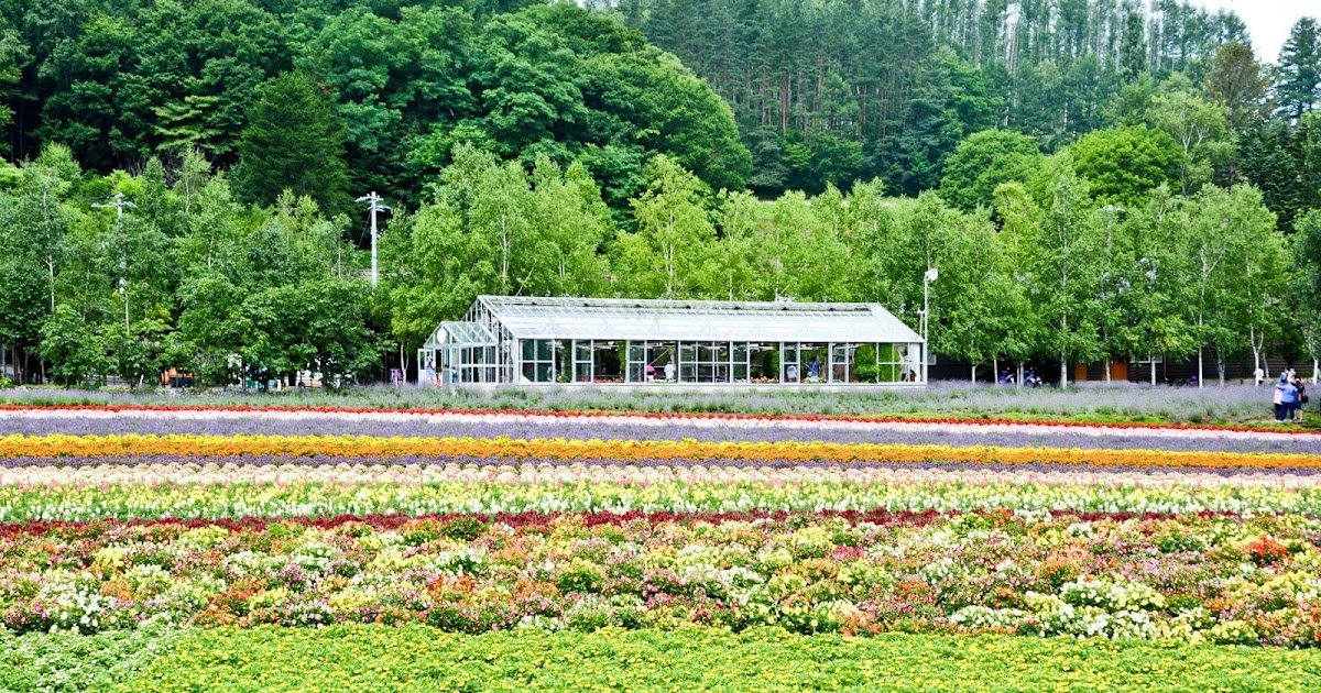 🌸 팜 토미타 이미지 8